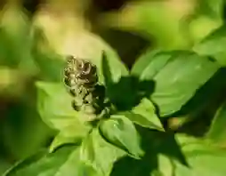 adaptogenic botanical synergy
