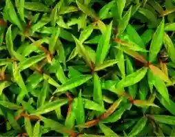 antioxidant plant compounds