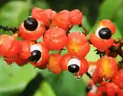 guarana